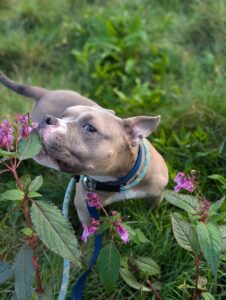 Buffy sniffing the flowers