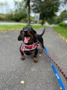 Selsig yawning on a walk