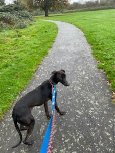 Penny on a walk 