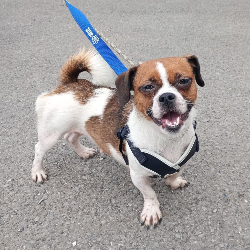 Teefs on lead