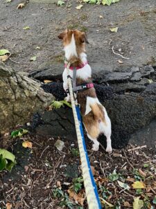 Teefs stood on a log