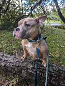 Buffy stood on a log