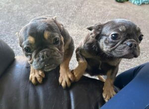 The girls perching on the sofa