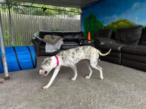 Dory playing in the pen 