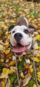 Pugsley in the leaves