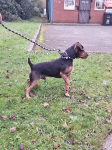 Womble watching squirrels