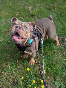 Ronnie on a walk