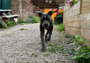 Nemo running in the garden