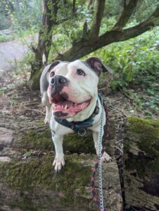 Joan on a log 