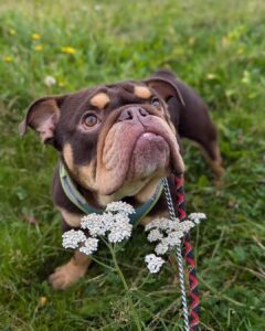 Reggie in the flowers