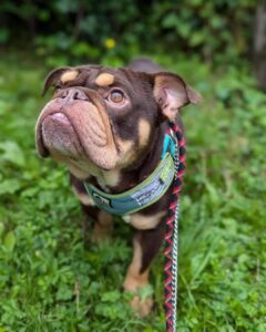 Reggie on the grass