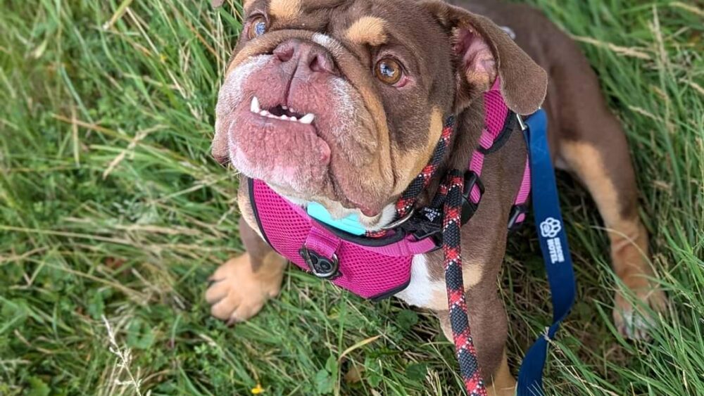 Frances waiting for a treat