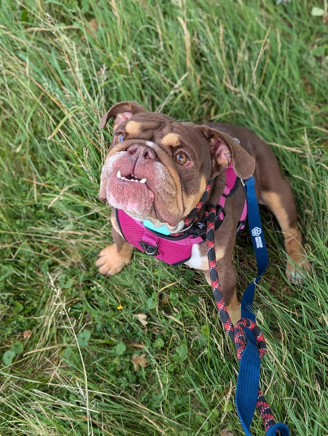 Frances waiting for a treat