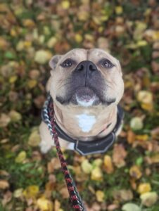 Lost my ears in the leaves