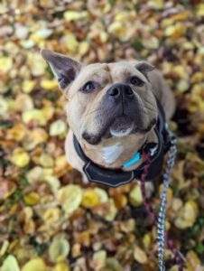 Sitting in the leaves 