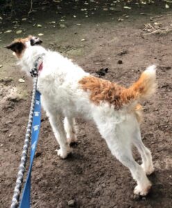 Pip looking at squirrels