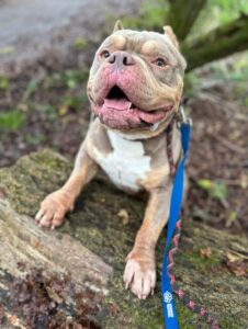 Loki on a log