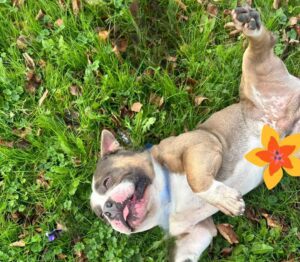 Rolling around in the grass