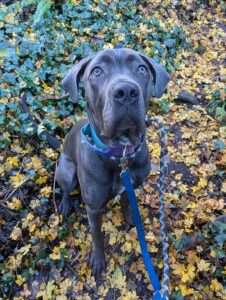 Sitting in the leaves