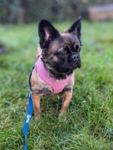 Roastie wearing her pink harness stood in the leaves