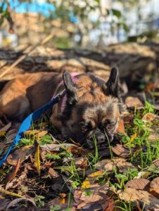 Lying in the leaves 