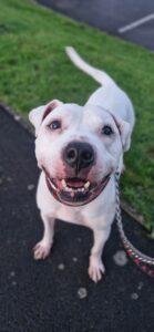 My big smile to help me find a home 