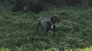 Cherie in the field