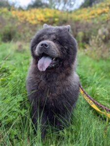 fabio on a walk