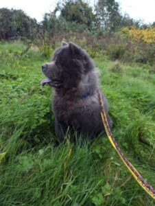 fabio on a walk