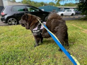 black chow chow standing on grass