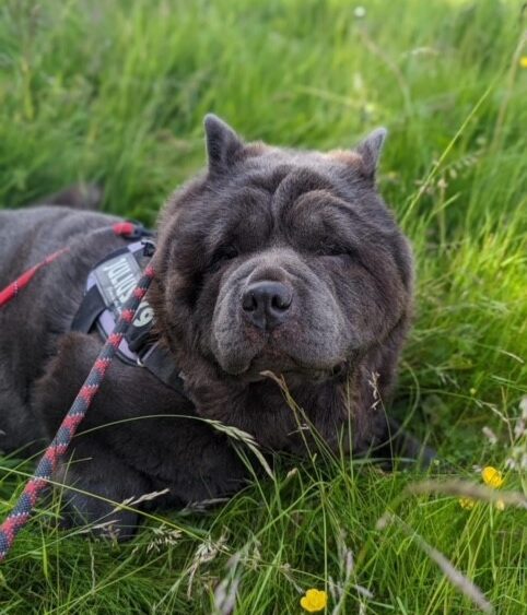 black chow chow laying in the grass in purple harness