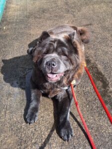 black chow chow laying on pavement poking her tongue out