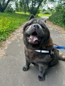 black chow chow sat on pavement panting